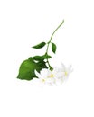 Blossoming jasmine branch with flowers and leaves isolated on white background Royalty Free Stock Photo