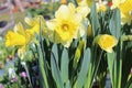 Blossoming jonquil Royalty Free Stock Photo