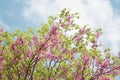 Blossoming Judas tree against cloudy blue sky