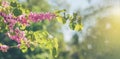 Blossoming Judas tree against cloudy blue sky