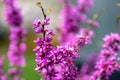 Blossoming Judas Tree, deep pink flowering Judas Tree - Cercis siliquastrum - in spring season.