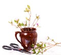 The blossoming Labrador tea branches with pink colors in a ceramic pot Royalty Free Stock Photo