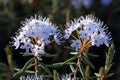 The blossoming Labrador tea