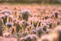 Blossoming Lacy phacelia - Phacelia tanacetifolia on the field at sunrise