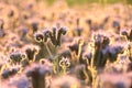 Blossoming Lacy phacelia - Phacelia tanacetifolia on the field at sunrise