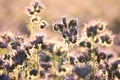 blossoming lacy phacelia tanacetifolia on the field at sunrise close up of fresh spring flowering in illuminated by rising sun