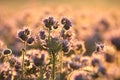 blossoming lacy phacelia tanacetifolia on the field at sunrise close up of fresh spring flowering in illuminated by rising sun