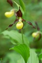 Blossoming lady`s-slipper orchid, Cypripedium calceolus Royalty Free Stock Photo