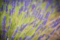 Blossoming of lavander flowers on the field ,closer view Royalty Free Stock Photo