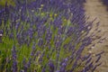 Blossoming of lavander flowers on the field ,closer view Royalty Free Stock Photo