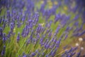 Blossoming of lavander flowers on the field ,closer view Royalty Free Stock Photo