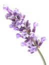 Blossoming Lavender (Lavandula), clipping paths Royalty Free Stock Photo