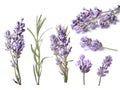 Blossoming Lavender (Lavandula), clipping paths Royalty Free Stock Photo