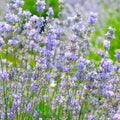 blossoming lavender in the summer field Royalty Free Stock Photo
