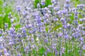 blossoming lavender in the summer field Royalty Free Stock Photo