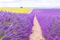 Blossoming lavender and sunflower fields in Provence, France.