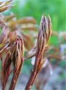 Blossoming leaf peony