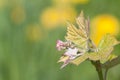 Blossoming leaves of grapes in spring