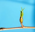 Blossoming leaves on a tree branch. It& x27;s spring. On a blue background Royalty Free Stock Photo