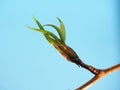 Blossoming leaves on a tree branch. It& x27;s spring. On a blue background Royalty Free Stock Photo