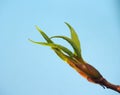 Blossoming leaves on a tree branch. It& x27;s spring. On a blue background Royalty Free Stock Photo