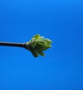 Blossoming leaves on a tree branch. It& x27;s spring Royalty Free Stock Photo