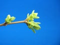 Blossoming leaves on a tree branch. It& x27;s spring Royalty Free Stock Photo