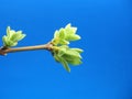 Blossoming leaves on a tree branch. It& x27;s spring Royalty Free Stock Photo