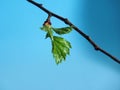 Blossoming leaves on a tree branch. It& x27;s spring Royalty Free Stock Photo