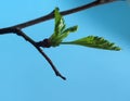 Blossoming leaves on a tree branch. It& x27;s spring Royalty Free Stock Photo