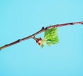 Blossoming leaves on a tree branch. It& x27;s spring Royalty Free Stock Photo