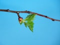 Blossoming leaves on a tree branch. It& x27;s spring Royalty Free Stock Photo