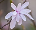 Blossoming light pink magnolia flower closeup