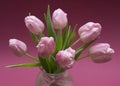 Blossoming light pink tulips, bright springtime bouquet floral card, selective focus 2