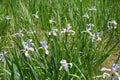 Blossoming light violet irises in spring Royalty Free Stock Photo