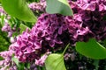 Blossoming Lilac Royalty Free Stock Photo