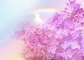 Blossoming lilac and amazing sky with rainbow on background, toned in unicorn colors