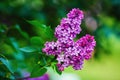 Blossoming lilac branch Royalty Free Stock Photo
