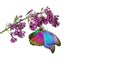 Blossoming lilac branch and butterfly. bright colorful morpho butterfly on lilac flowers isolated on white.