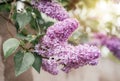 Blossoming lilac flower on bokeh background