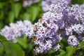Blossoming lilac and green beetle. Royalty Free Stock Photo