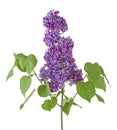 Blossoming lilac isolated on white background. Spring lilac. Branch of lilac with leaves Royalty Free Stock Photo