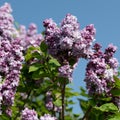 Blossoming lilac in spring garden