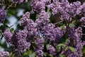 Blossoming lilac (Syringa vulgaris).