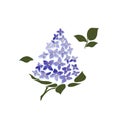 Blossoming lilac on white background. Lilac branch flower drawing, illustration.