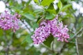 Blossoming lilacs bush in the garden Royalty Free Stock Photo