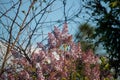 Blossoming lilacs in early summer during the daytime Royalty Free Stock Photo