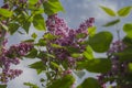 Blossoming lilacs Royalty Free Stock Photo