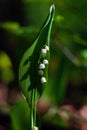 Blossoming lilies of the valley in a sunny forest Royalty Free Stock Photo