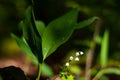 Blossoming lilies of the valley in a sunny forest Royalty Free Stock Photo